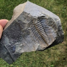 Paradoxides gracilis